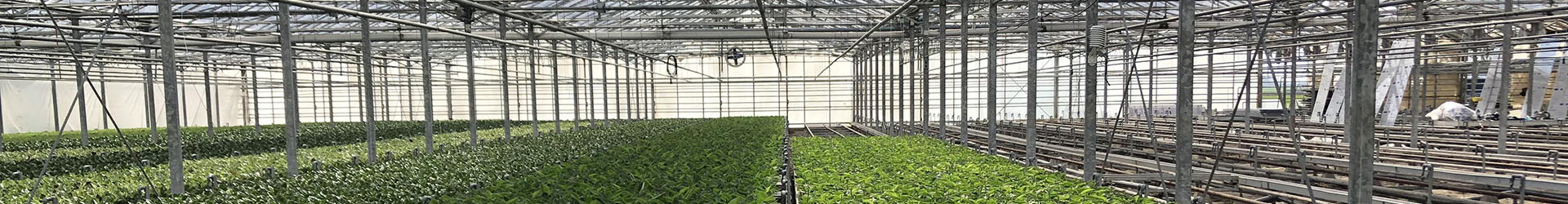 Polycarbonate Sheets for Greenhouse Roofing