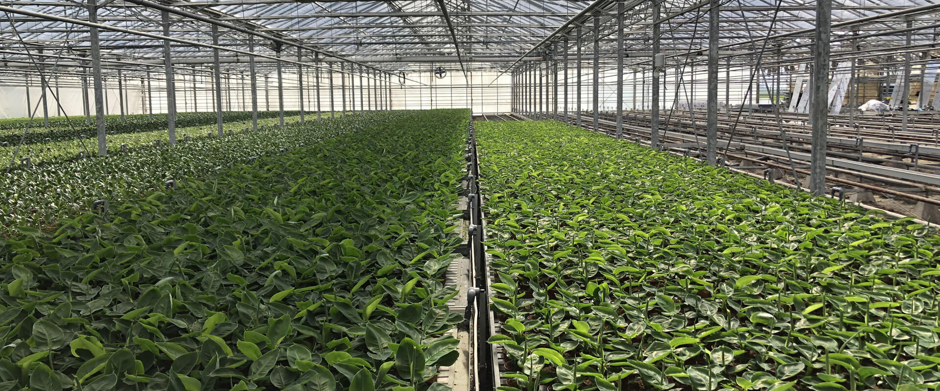 Green House