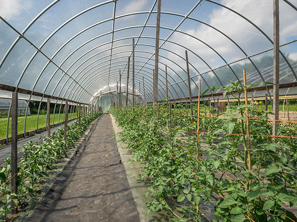 Polycarbonate Sheets for Greenhouse Roofing